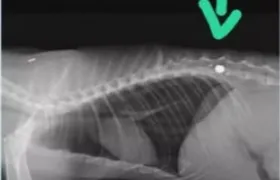 Gato é baleado no Rio e pode ficar sem movimentos