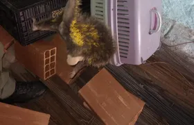 Guarda Ambiental de Niterói resgata ouriço-cacheiro no bairro de Itaipu