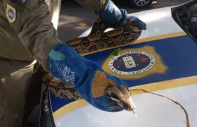 Guarda Ambiental resgata cobra de 2,5 metros na Região Oceânica de Niterói