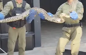 Guarda Ambiental resgata duas cobras na Região Oceânica de Niterói