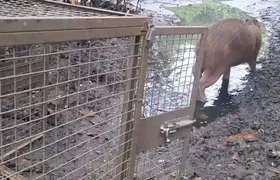 Guarda Municipal de Niterói reintegra capivara resgatada em área de proteção ambiental