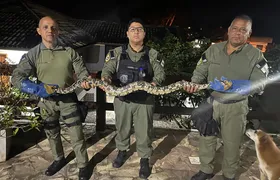 Guarda Municipal de Niterói resgata jiboia de mais de 2 metros no Engenho do Mato