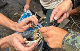 Inea resgata 66 caranguejos em Niterói