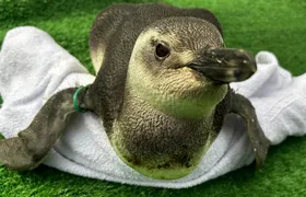 Instituto Albatroz resgata pinguins em praias de Cabo Frio, Búzios e Arraial do Cabo (RJ)