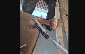 Jiboia é encontrada dentro de sofá em Arraial do Cabo