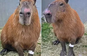 Justiça autoriza internação provisória de adolescentes acusados de espancar capivara