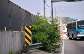 Lixo e mato alto preocupam motoristas na BR-101