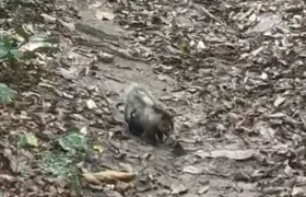 Mamãe gambá e filhotinhos são resgatados pela Guarda Municipal de Niterói; Vídeo