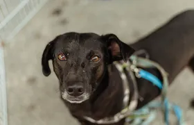 Maricá realiza Castração Solidária para cães e gatos neste sábado (07)