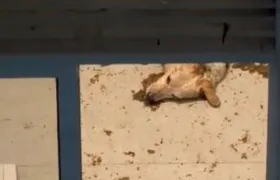 Mulheres são presas acusadas de deixar cachorro idoso sozinho em apartamento durante feriadão