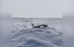 Orcas são flagradas nadando nas águas da Barra da Tijuca