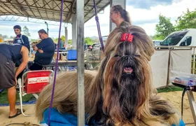 Parque Rural de Niterói reúne exposição de Cães de Raça, competição nacional, adoção responsável e serviços gratuitos