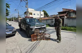 Pássaros silvestres são apreendidos em cativeiro, em Maria Paula, São Gonçalo