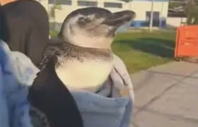 Pinguim é resgatado ferido no Piscinão de Ramos