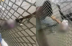 Pitbull ataca crianças dentro de escola em Belford Roxo