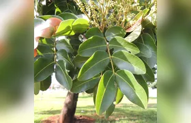 Planta brasileira mostra potencial promissor contra o coronavírus; Entenda!