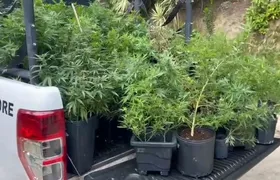 Plantação de maconha é apreendida em Niterói