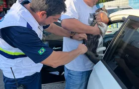 São Gonçalo realiza segunda etapa da vacinação antirrábica no próximo sábado