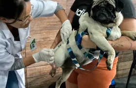 São Gonçalo recebe programa gratuito de vacinação antirrábica para cães e gatos