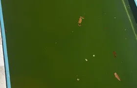 Sofrendo com calor extremo, moradores estão sem água há 30 dias na Mangueira, em SG