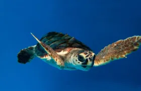 Tartarugas-cabeçudas voltam a aparecer na Baía de Guanabara