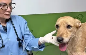 Três cães foram baleados neste fim de semana no Rio