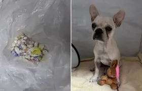 Tutora é presa após cachorro ingerir 55 pedras de crack