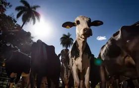 União Europeia oficializa veto à carne brasileira a partir de setembro; entenda!
