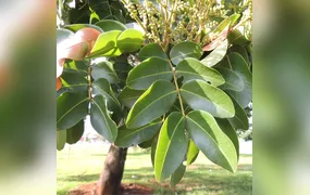 Planta brasileira mostra potencial promissor contra o coronavírus; Entenda!