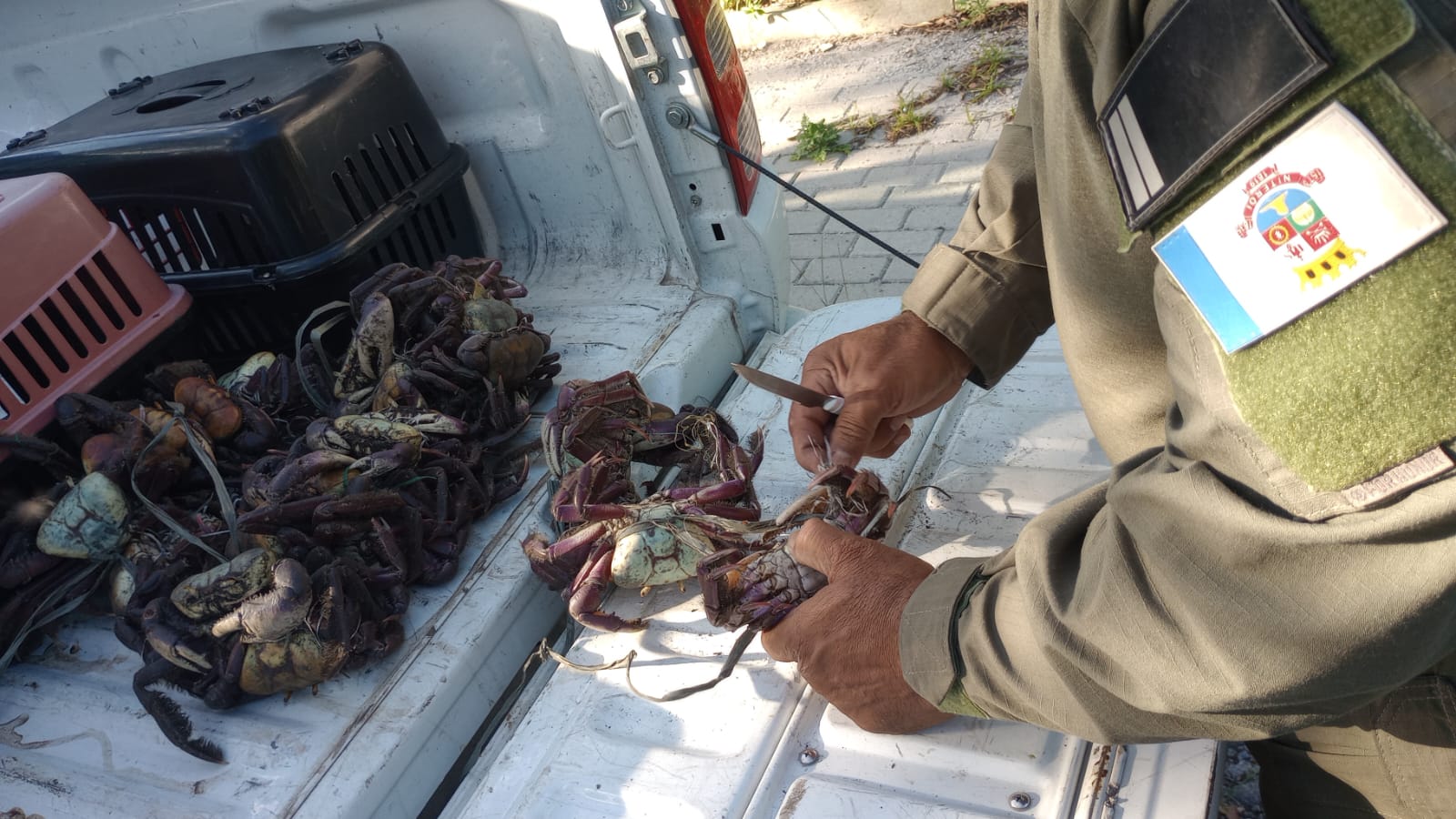Guarda Ambiental apreende caranguejos comercializados irregularmente na Praia de Itaipu