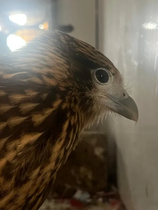 Imagem ilustrativa da imagem ASAS recebe 623 animais silvestres em setembro e intensifica cuidados durante período reprodutivo em São Gonçalo