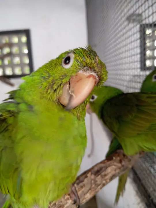 Durante o mês, 29 animais foram resgatados pela Guarda Municipal de São Gonçalo