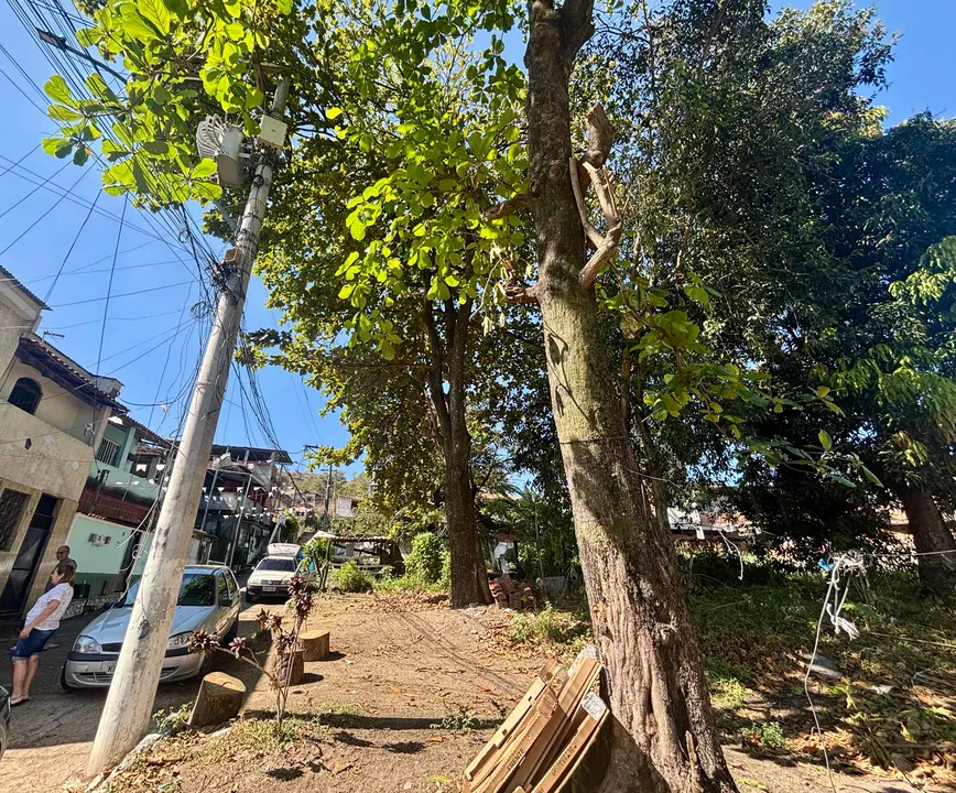 As árvores estão ameaçando duas casas no local