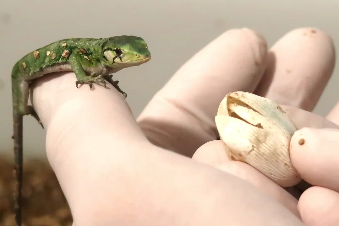 Dia da Defesa da Fauna destaca trabalho da ASAS na proteção de animais silvestres