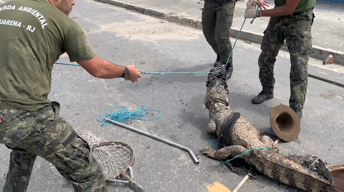 Animal é resgatado por agentes da Guarda Ambienta de Saquarema