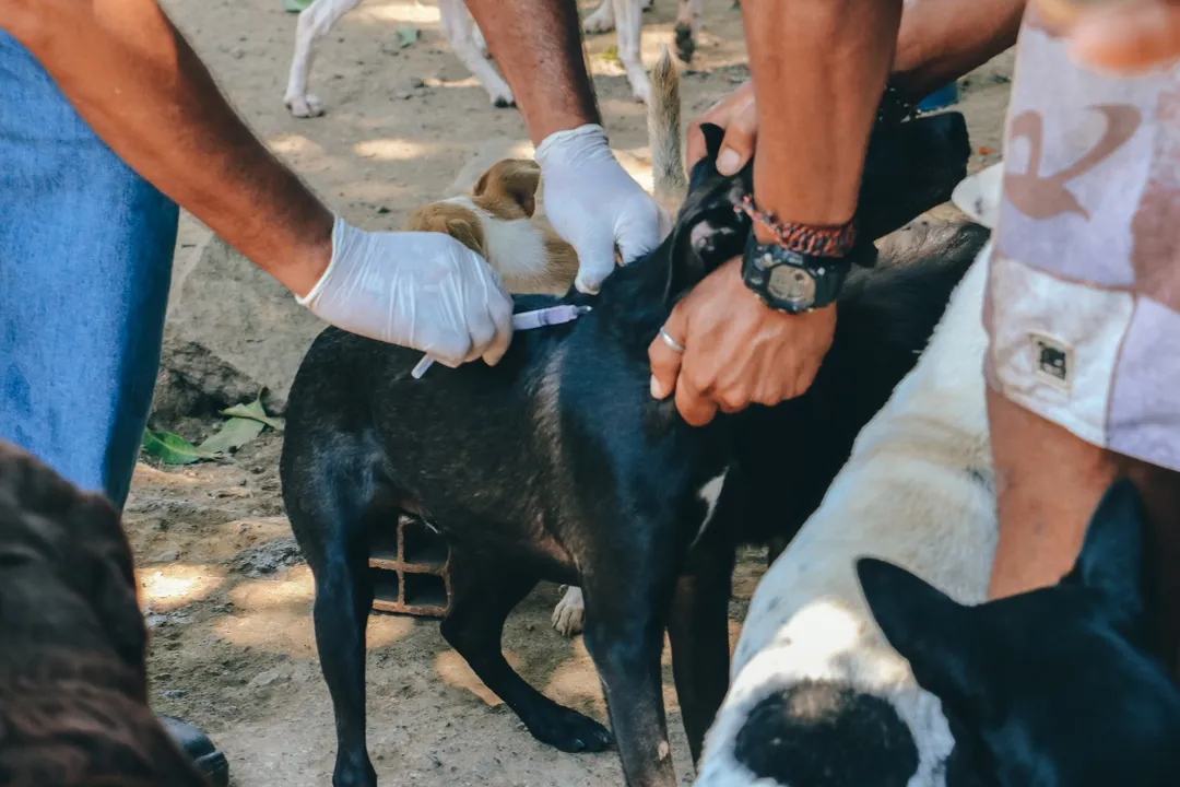 Itaboraí inicia vacinação antirrábica de cães e gatos em setembro