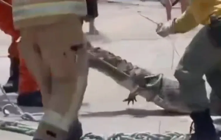 Momento em que o jacaré é resgatado