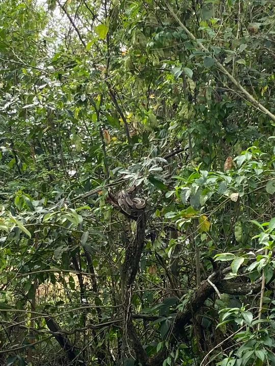 A localização exata da soltura não pode ser divulgada para garantir a segurança do animal
