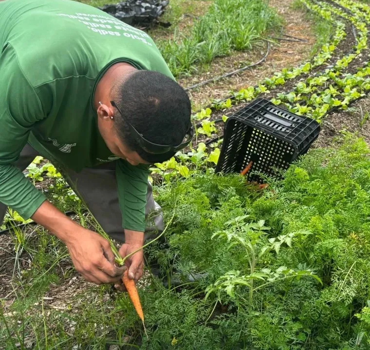 Semanalmente, as colheitas giram em torno de 250 a 300 quilos de hortaliças, legumes e frutas cultivados sem agrotóxicos