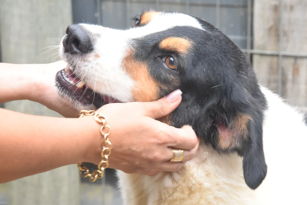 O processo de atualização cadastral tem como objetivo garantir a continuidade e a transparência do programa, voltado ao apoio à causa animal no município