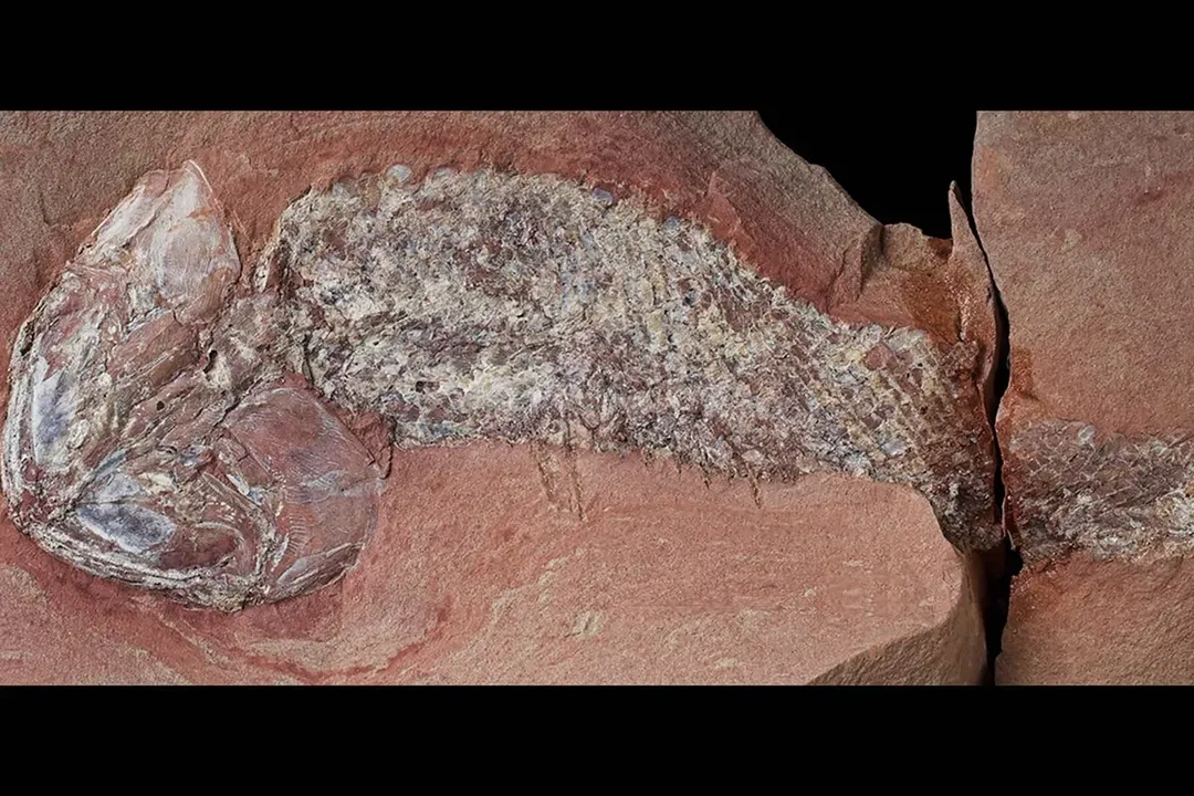 O fóssil, encontrado no município de Alto Garças, em Mato Grosso, está excepcionalmente preservado