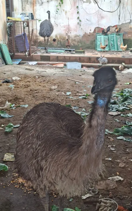 As equipes foram até uma residência, onde localizaram as duas aves, um macho e uma fêmea
