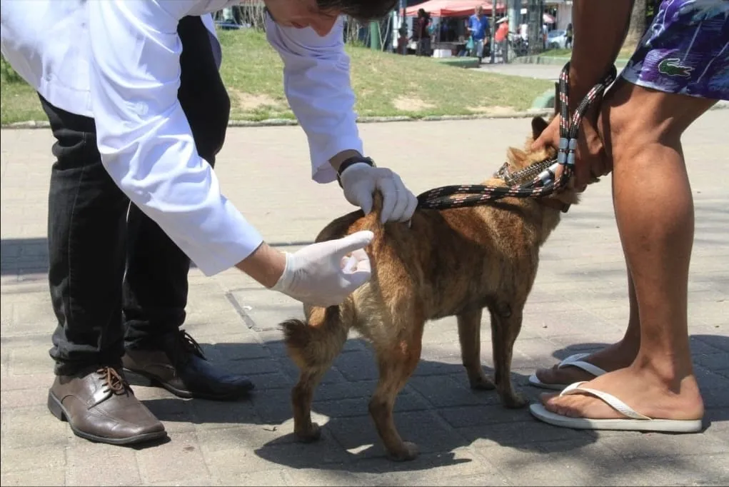 A expectativa da Campanha Nacional de Vacinação Antirrábica 2026 é vacinar cerca de 120 mil animais