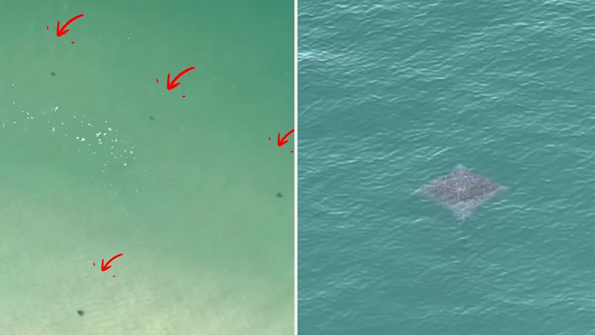 Tartarugas e arraia são registradas por drone na Praia de Piratininga