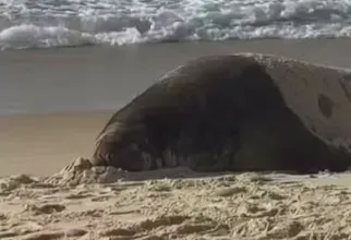 Elefante-marinho