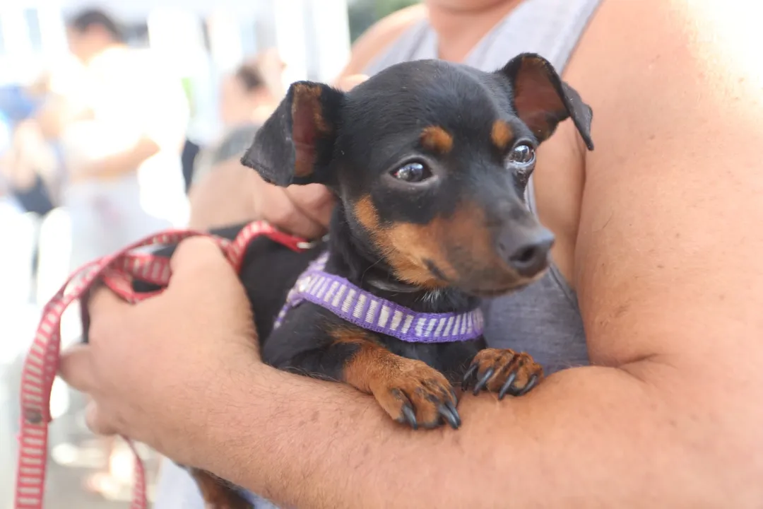 Entre janeiro e agosto deste ano, foram registrados 38.517 atendimentos na rede pública de saúde do estado relacionados a acidentes com animais