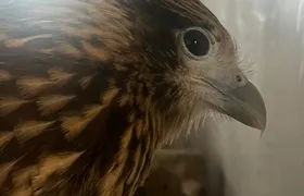 ASAS recebe 623 animais silvestres em setembro e intensifica cuidados durante período reprodutivo em São Gonçalo
