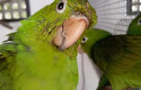 ASAS recebeu 122 animais silvestres em julho em São Gonçalo