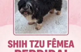Cachorrinha desaparece em Vista Alegre e família oferece recompensa