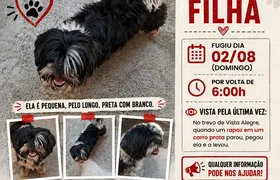 Cachorrinha segue desaparecida em Vista Alegre e família aumenta recompensa